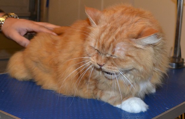 Tinkerbell is a Long hair Domestic. She had her fur shaved off, nails clipped, ears cleaned, a wash n blow dry and Pink softpaw nail caps put on.  It was like the Fight Club scene in here tonight. Scarey Scarey cat! — at Kylies Cat Grooming Services.