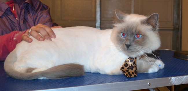 George is a Ragdoll. He had his fur shaved down, nails clipped, ears cleaned and a full set of Blue Softpaw nail caps. — at Kylies Cat Grooming Services.