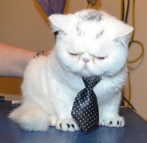Mötley is a 4 mth old Exotic Persian. He had his nails clipped, ears and eyes cleaned, a wash n blow dry and Black Softpaw nail caps (kitten size) — at Kylies Cat Grooming Services.