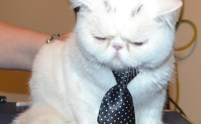 Mötley is a 4 mth old Exotic Persian. He had his nails clipped, ears and eyes cleaned, a wash n blow dry and Black Softpaw nail caps (kitten size) — at Kylies Cat Grooming Services.
