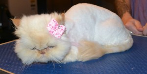 Disco is a Himalayan. She had her matted fur shaved off, nails clipped and ears and eyes cleaned. — at Kylies Cat Grooming Services.