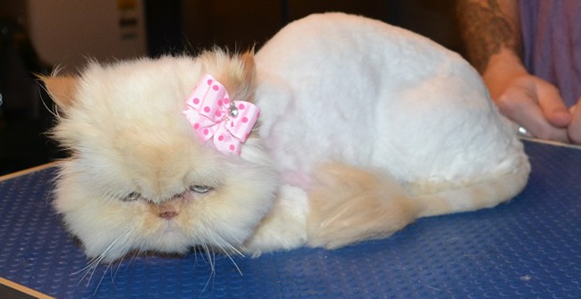 Disco is a Himalayan. She had her matted fur shaved off, nails clipped and ears and eyes cleaned. — at Kylies Cat Grooming Services.