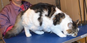 Melvin is a 8 month old Medium Hair Tabby. He had his fur shaved down, nails clipped, ears cleaned and a full set of Green Softpaw nail caps. — at Kylies Cat Grooming Services.