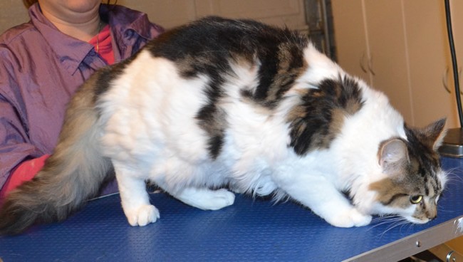 Melvin is a 8 month old Medium Hair Tabby. He had his fur shaved down, nails clipped, ears cleaned and a full set of Green Softpaw nail caps. — at Kylies Cat Grooming Services.