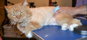 Tinkerbell is a Long hair Domestic. She had her fur shaved off, nails clipped, ears cleaned, a wash n blow dry and Pink softpaw nail caps put on. It was like the Fight Club scene in here tonight. Scarey Scarey cat! — at Kylies Cat Grooming Services.