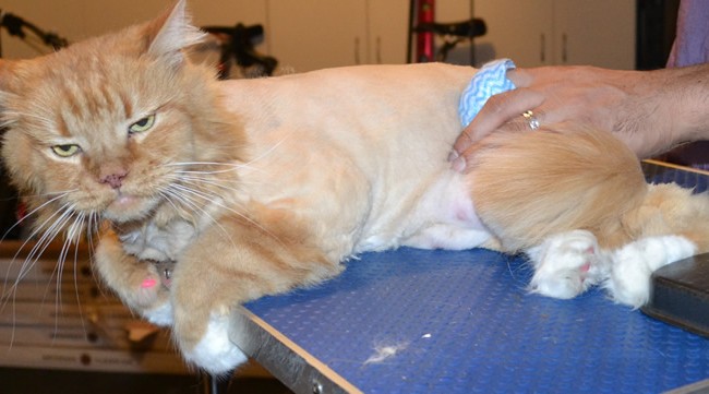 Tinkerbell is a Long hair Domestic. She had her fur shaved off, nails clipped, ears cleaned, a wash n blow dry and Pink softpaw nail caps put on.  It was like the Fight Club scene in here tonight. Scarey Scarey cat! — at Kylies Cat Grooming Services.