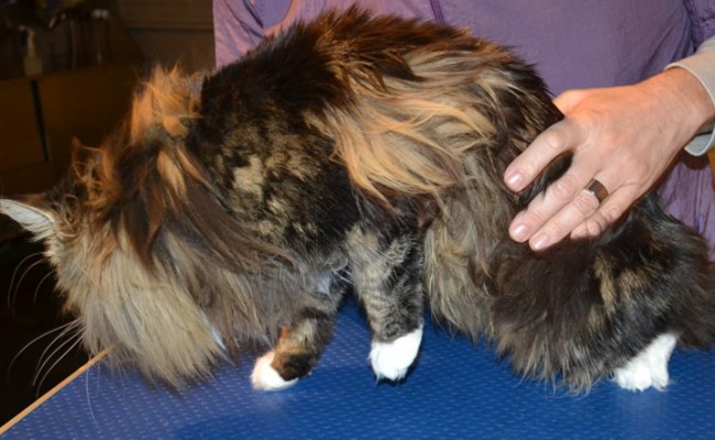 Florence is a Mainecoon. She had her mats brushed out, her fur raked, underneath clipped, nails clipped and ears cleaned. — at Kylies Cat Grooming Services
