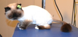 Tinkerbell is a Burman. She had her fur shaved down, nails clipped and ears cleaned. — at Kylies Cat Grooming Services.