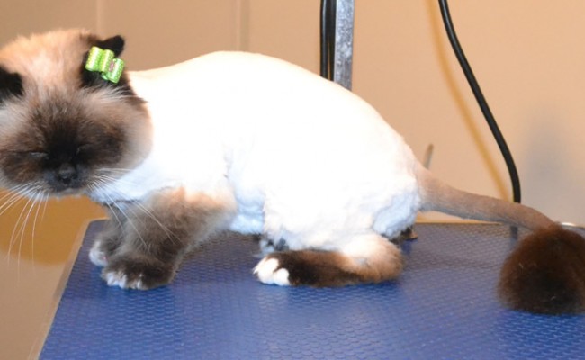 Tinkerbell is a Burman. She had her fur shaved down, nails clipped and ears cleaned. — at Kylies Cat Grooming Services.