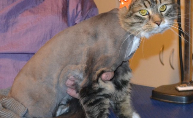 Lady is a Long hair Tabby. She had her matted fur shaved off, nails clipped and ears cleaned. — at Kylies Cat Grooming Services.