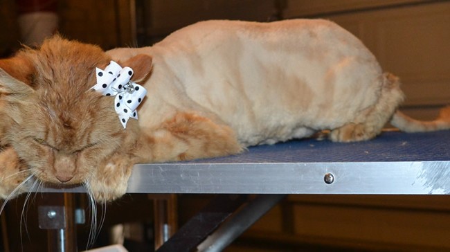 Savannah is a Medium Hair Domestic. She had her nails clipped, ears cleaned, her fur shaved down and a wash n blow dry. — at Kylies Cat Grooming Services.
