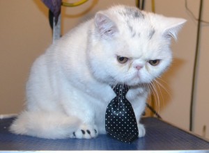 Mötley is a 4 mth old Exotic Persian. He had his nails clipped, ears and eyes cleaned, a wash n blow dry and Black Softpaw nail caps (kitten size) — at Kylies Cat Grooming Services.