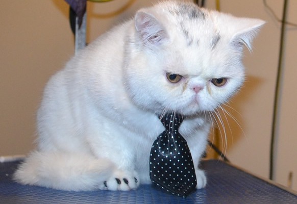 Mötley is a 4 mth old Exotic Persian. He had his nails clipped, ears and eyes cleaned, a wash n blow dry and Black Softpaw nail caps (kitten size) — at Kylies Cat Grooming Services.