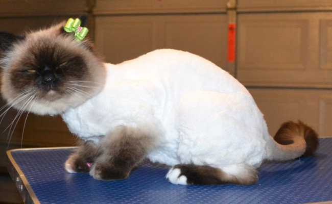 Tinkerbell is a Burman. She had her fur shaved down, nails clipped and ears cleaned and Purple Softpaw nail caps.. — at Kylies Cat Grooming Services.