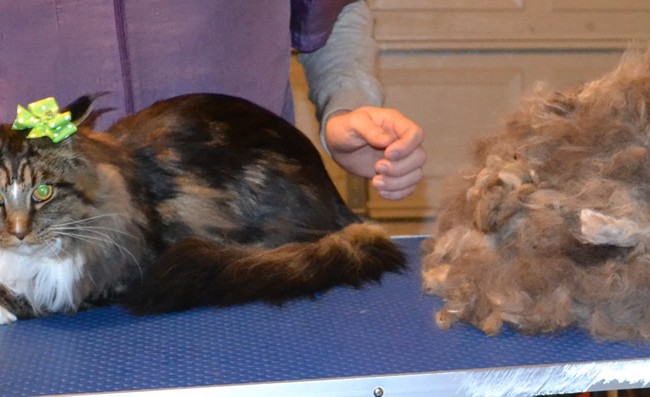 Florence is a Mainecoon. She had her mats brushed out, her fur raked, underneath clipped, nails clipped and ears cleaned. — at Kylies Cat Grooming Services