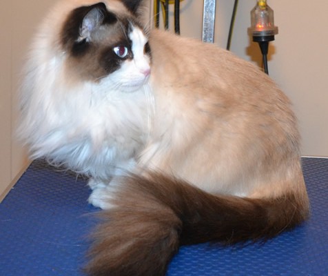 Leila is a Ragdoll. She had her fur shaved off, nails clipped, ears cleaned and a full set of Steel Grey Softpaw nail caps. — at Kylies Cat Grooming Services.