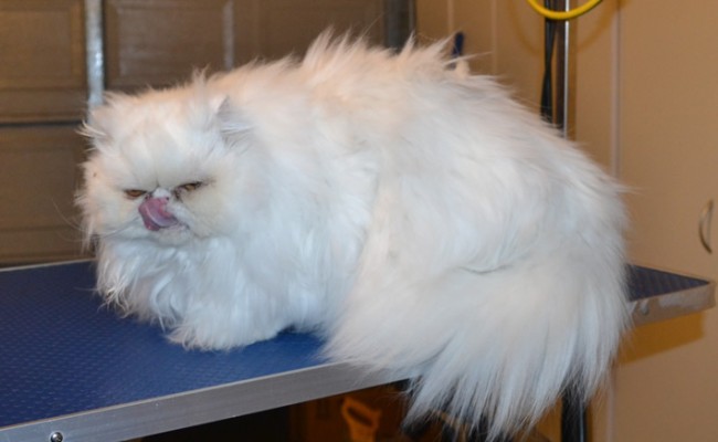 Fiore is a Persian. She had her matted fur shaved off, nails clipped, ears and eyes cleaned and a wash n blow dry. — at Kylies Cat Grooming Services.