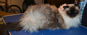 Tabitha is a Ragdoll. She had her matted fur shaved, nails clipped and ears cleaned. — at Kylies Cat Grooming Services.