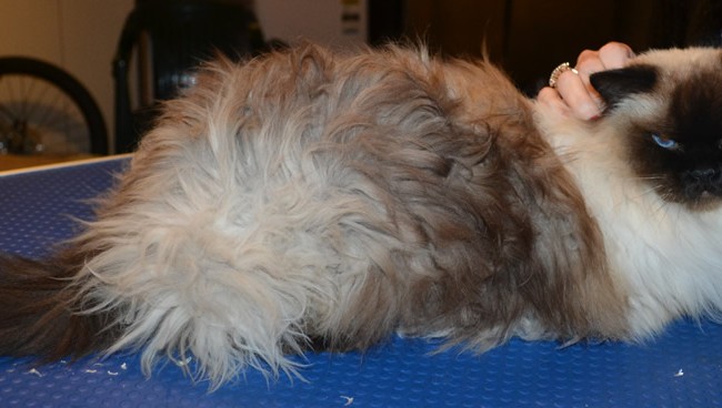 Tabitha is a Ragdoll. She had her matted fur shaved, nails clipped and ears cleaned. — at Kylies Cat Grooming Services.