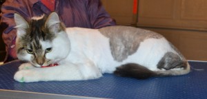 Melvin is a 8 month old Medium Hair Tabby. He had his fur shaved down, nails clipped, ears cleaned and a full set of Green Softpaw nail caps. — at Kylies Cat Grooming Services.