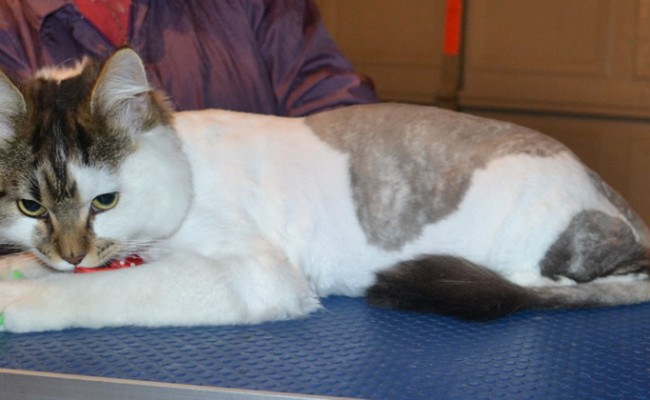 Melvin is a 8 month old Medium Hair Tabby. He had his fur shaved down, nails clipped, ears cleaned and a full set of Green Softpaw nail caps. — at Kylies Cat Grooming Services.
