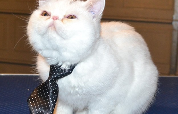 Mötley is a 4 mth old Exotic Persian. He had his nails clipped, ears and eyes cleaned, a wash n blow dry and Black Softpaw nail caps (kitten size) — at Kylies Cat Grooming Services.