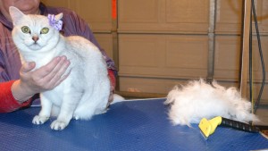 Tiana is a Burmilla. She had her fur raked, ears cleaned, nails clipped and a full set of Glitter Purple Softpaw nail caps. She was a Feisty one! — at Kylies Cat Grooming Services.