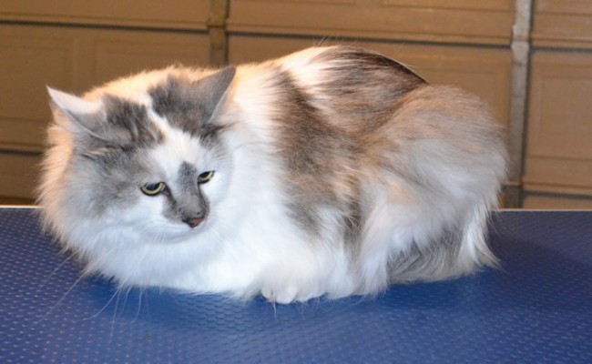 Murphy is a Ragdoll X. He had his fur shaved down, nails clipped, a wash n blow dry and a full set of Blue Softpaw nail caps. This cat has now taken the top in the ladder of the most scariest, vicious, deadliest cat ever! — at Kylies Cat Grooming Services.