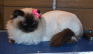 Tabitha is a Ragdoll. She had her matted fur shaved, nails clipped and ears cleaned. — at Kylies Cat Grooming Services.