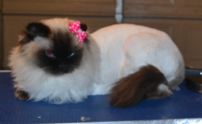Tabitha is a Ragdoll. She had her matted fur shaved, nails clipped and ears cleaned. — at Kylies Cat Grooming Services.