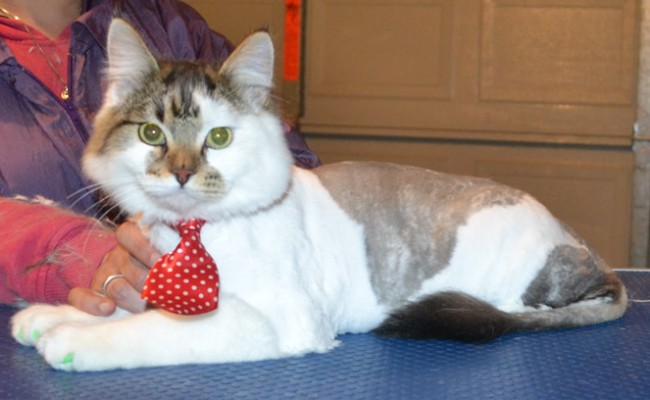 Melvin is a 8 month old Medium Hair Tabby. He had his fur shaved down, nails clipped, ears cleaned and a full set of Green Softpaw nail caps. — at Kylies Cat Grooming Services.