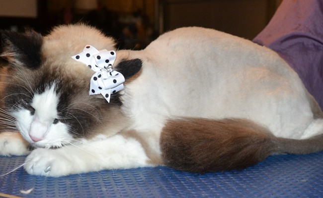 Leila is a Ragdoll. She had her fur shaved off, nails clipped, ears cleaned and a full set of Steel Grey Softpaw nail caps. — at Kylies Cat Grooming Services.
