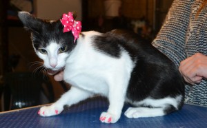 Clancy is a 16 week old Short hair kitten. She is wearing pink Softpaw nail caps. — at Kylies Cat Grooming Services.