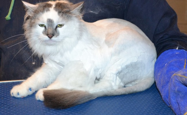 Murphy is a Ragdoll X. He had his fur shaved down, nails clipped, a wash n blow dry and a full set of Blue Softpaw nail caps. This cat has now taken the top in the ladder of the most scariest, vicious, deadliest cat ever! — at Kylies Cat Grooming Services.