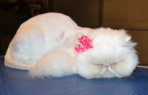 Fiore is a Persian. She had her matted fur shaved off, nails clipped, ears and eyes cleaned and a wash n blow dry. — at Kylies Cat Grooming Services.