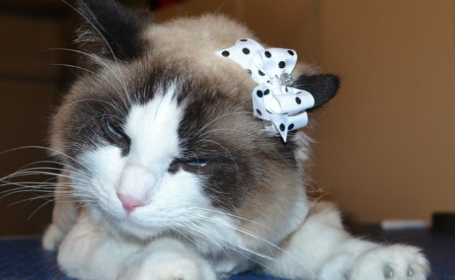Leila is a Ragdoll. She had her fur shaved off, nails clipped, ears cleaned and a full set of Steel Grey Softpaw nail caps. — at Kylies Cat Grooming Services.