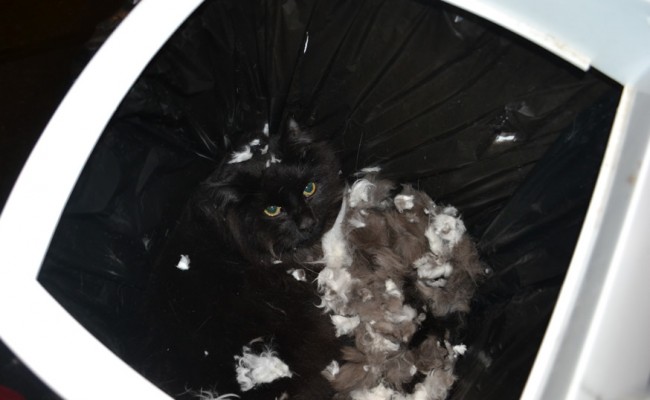 Booker is a Long Hair Domestic. He had his fur raked, nails clipped and ears cleaned. He also decided to take a rest in the bin full of fur. — at Kylies Cat Grooming Services.