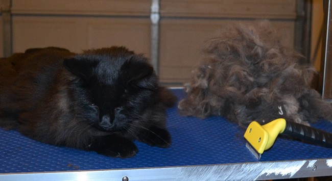 Booker is a Long Hair Domestic. He had his fur raked, nails clipped and ears cleaned. He also decided to take a rest in the bin full of fur. — at Kylies Cat Grooming Services.