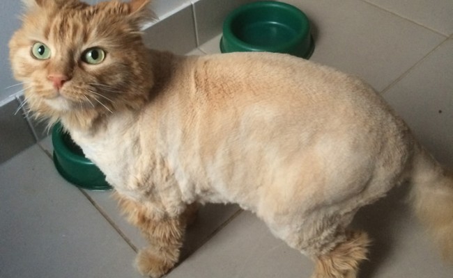 Cooper the Medium Hair Devil Cat now with her before and after shot. She had her fur shaved down, nails clipped, ears cleaned and a wash n blowdry. — at Kylies Cat Grooming Services.