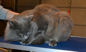 Max the Long Hair Russian Blue. He had his fur shaved off, nails clipped, ears cleaned and a wash n blow dry. — at Kylies Cat Grooming Services.