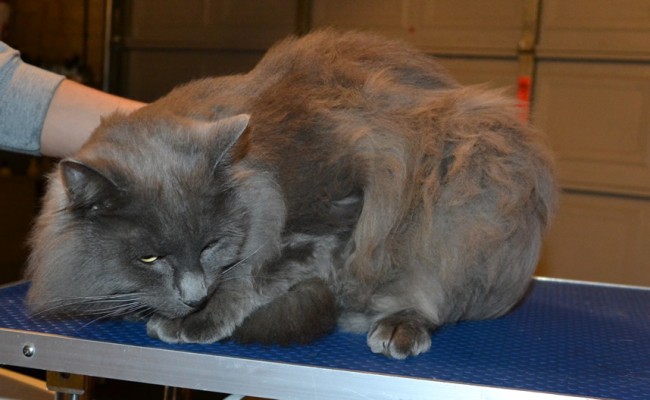 Max the Long Hair Russian Blue. He had his fur shaved off, nails clipped, ears cleaned and a wash n blow dry. — at Kylies Cat Grooming Services.