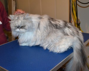 Murphy is a Persian Chinchilla. He had his matted fur shaved of, nails clipped, ears and eyes cleaned. — at Kylies Cat Grooming Services.