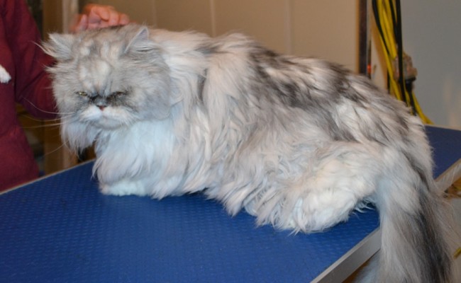 Murphy is a Persian Chinchilla. He had his matted fur shaved of, nails clipped, ears and eyes cleaned. — at Kylies Cat Grooming Services.
