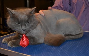 Max the Long Hair Russian Blue. He had his fur shaved off, nails clipped, ears cleaned and a wash n blow dry. — at Kylies Cat Grooming Services.