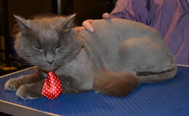 Max the Long Hair Russian Blue. He had his fur shaved off, nails clipped, ears cleaned and a wash n blow dry. — at Kylies Cat Grooming Services.