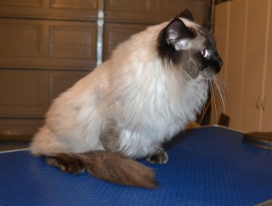 Wags is a Ragdoll. he had his nails clipped, fur shaved down and ears cleaned. — at Kylies Cat Grooming Services.