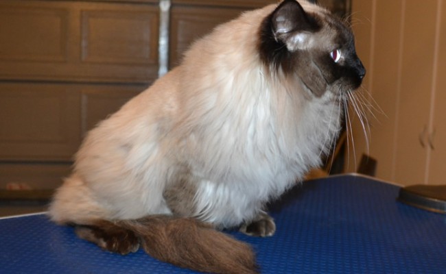 Wags is a Ragdoll. he had his nails clipped, fur shaved down and ears cleaned. — at Kylies Cat Grooming Services.
