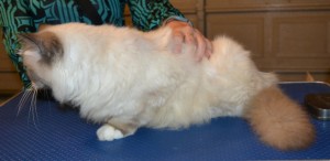 Mr Scruffles is a Burman. He had his fur clipped short, nails clipped, ears cleaned and a full set of Pink Softpaw nail caps. — at Kylies Cat Grooming Services.