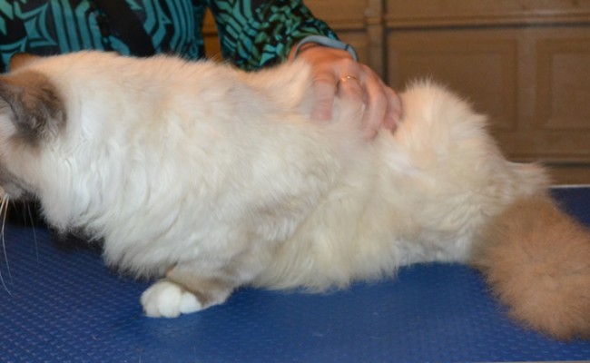 Mr Scruffles is a Burman. He had his fur clipped short, nails clipped, ears cleaned and a full set of Pink Softpaw nail caps. — at Kylies Cat Grooming Services.