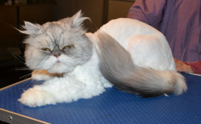 Murphy is a Persian Chinchilla. He had his matted fur shaved of, nails clipped, ears and eyes cleaned. — at Kylies Cat Grooming Services.